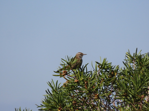 Band-tailed Earthcreeper (Ochetorhynchus phoenicurus), photo 2