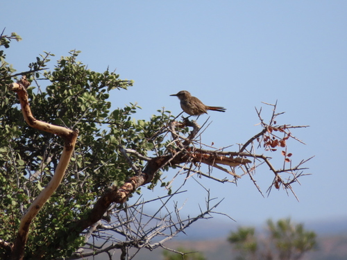 Band-tailed Earthcreeper (Ochetorhynchus phoenicurus), photo 4