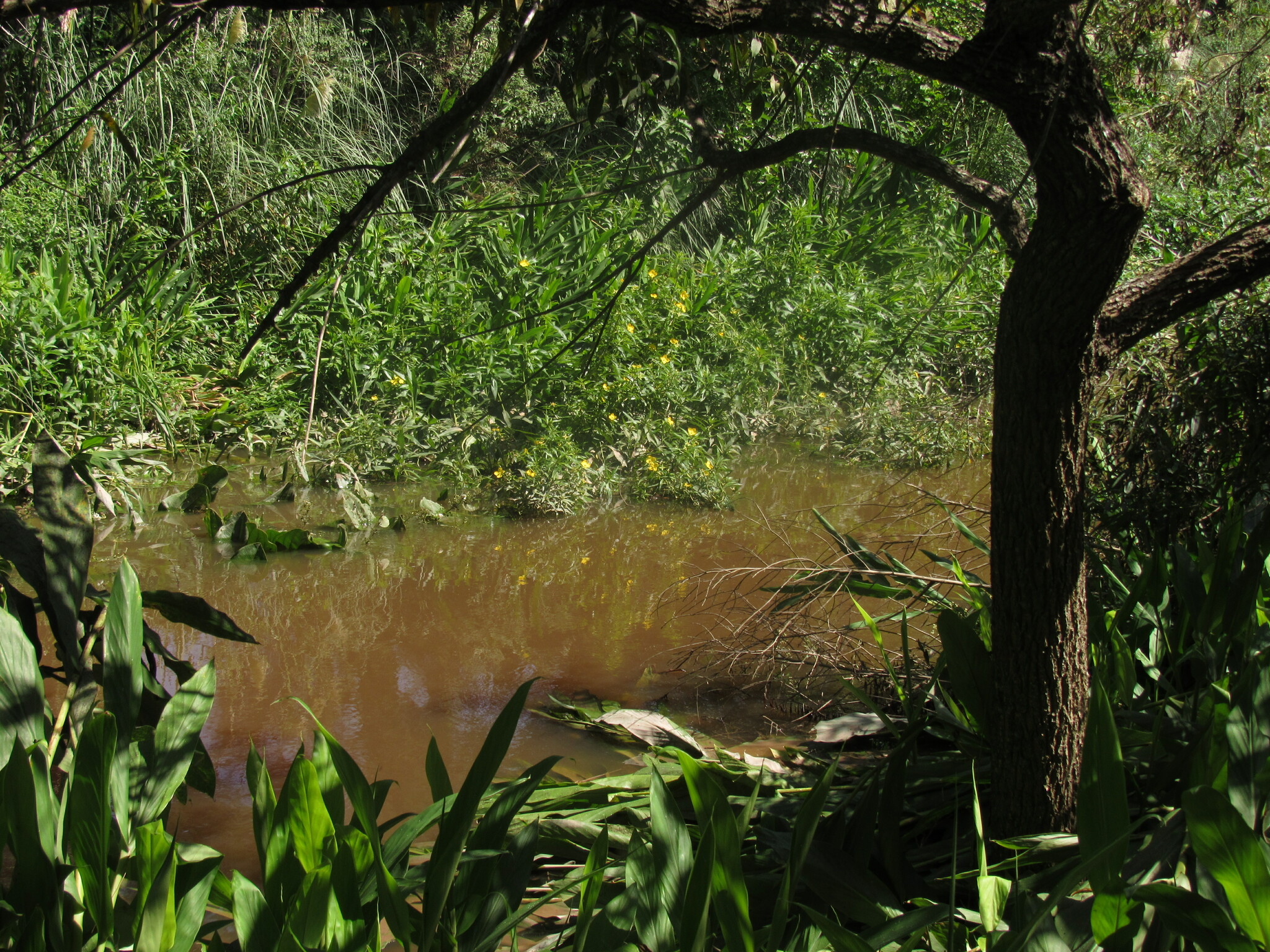Imagem de Amazônia