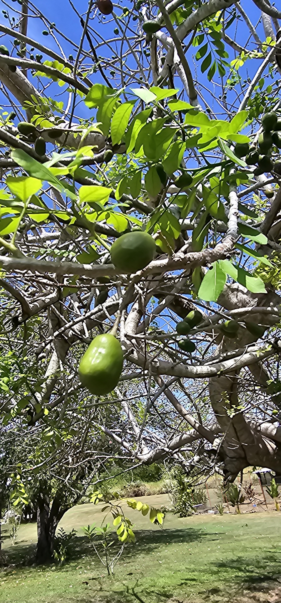 Imagem de Ciriguela