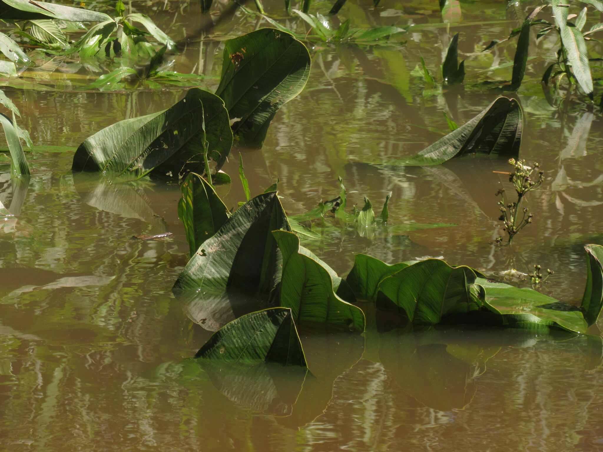 Imagem de Amazônia