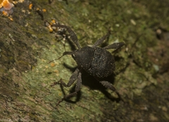 Onidistus araneus