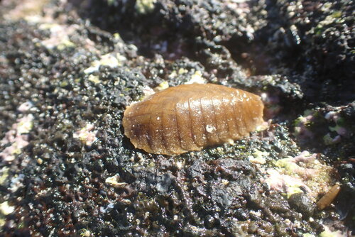 Iphione muricata observed 2024-02-07