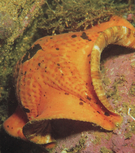 Ambush Sea Star