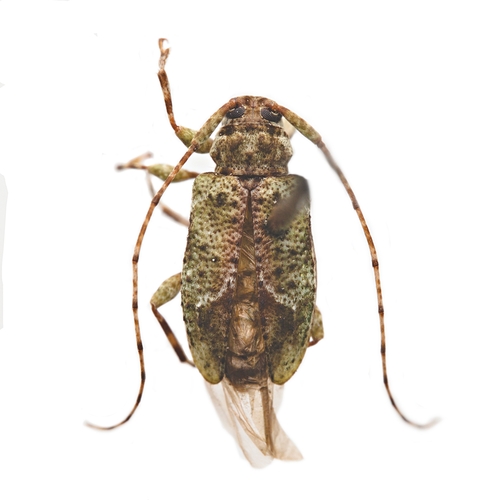 Astylidius parvus (LeConte, 1873)