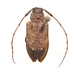 Astylopsis arcuata - Photo no hay derechos reservados, subido por University of Delaware Insect Research Collection