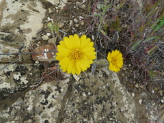 Layia platyglossa