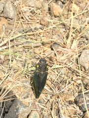 Cyphogastra semipurpurea