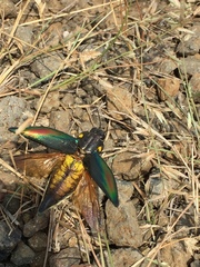 Cyphogastra semipurpurea