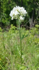 Hymenopappus artemisiifolius