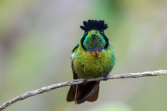 Hooded Visorbearer photo 2