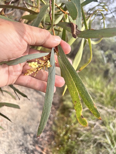 Acacia obtusifolia, photograph 3