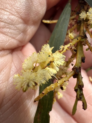 Acacia obtusifolia, photograph 4