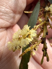 Acacia obtusifolia, photograph Mark Richman, CC BY, iNaturalist via GBIF