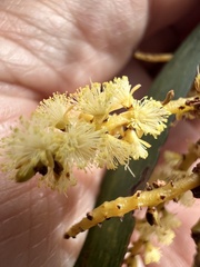 Acacia obtusifolia, photograph Mark Richman, CC BY, iNaturalist via GBIF