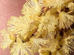 Acacia obtusifolia, photograph Mark Richman, CC BY, iNaturalist via GBIF