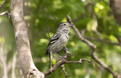 Pectoral Antwren photo 3