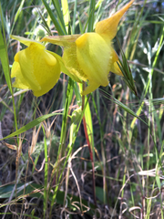 Calochortus pulchellus