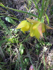 Calochortus pulchellus
