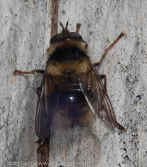 Criorhina bubulcus
