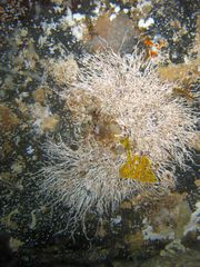 Salmacina australis