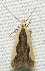 Dichomeris inserrata