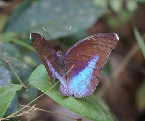 Common Blue-banded Forester