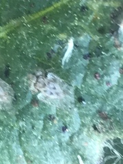 Corythucha confraterna