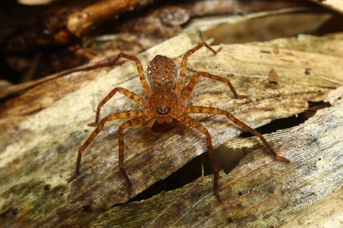 Heteropoda homstu