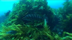 Chirodactylus spectabilis