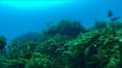 Chirodactylus spectabilis