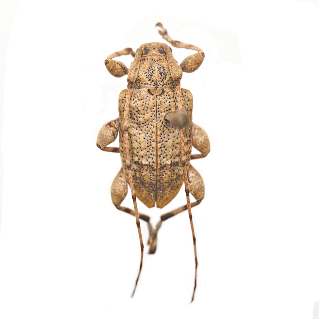 Leptostylopsis terraecolor