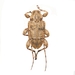 Leptostylopsis terraecolor - Photo no hay derechos reservados, subido por University of Delaware Insect Research Collection