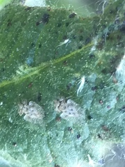 Corythucha confraterna