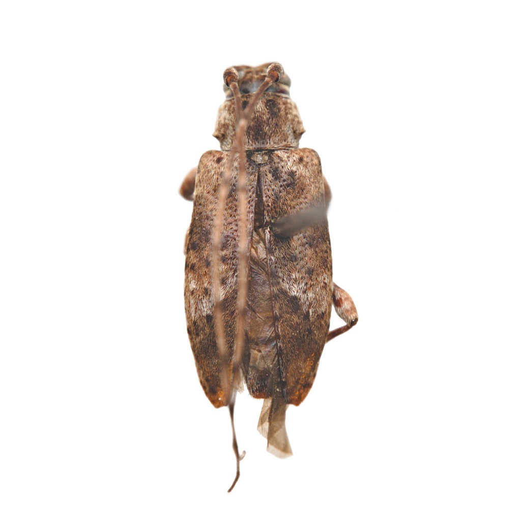 Alpha Long-horned Beetle