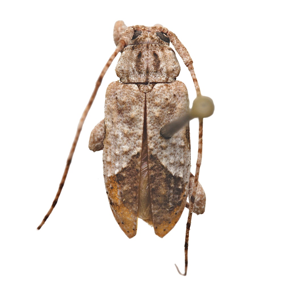 Styloleptus biustus