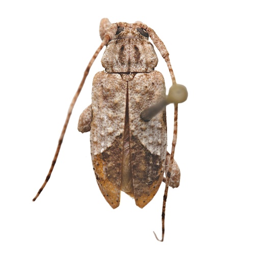 Styloleptus biustus