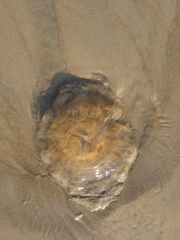 Chrysaora