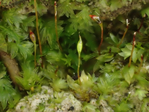 Image of Fissidens incurvus by (c) George Greiff, some rights reserved (CC BY)