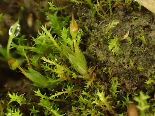 Tall Pottia (Tortula protobryoides)