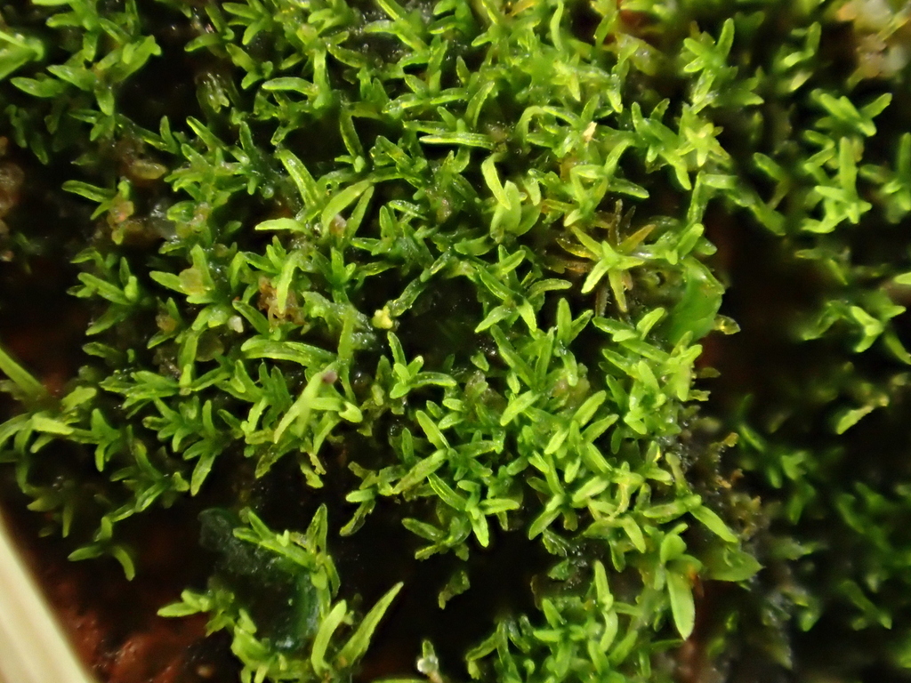 Leptobarbula