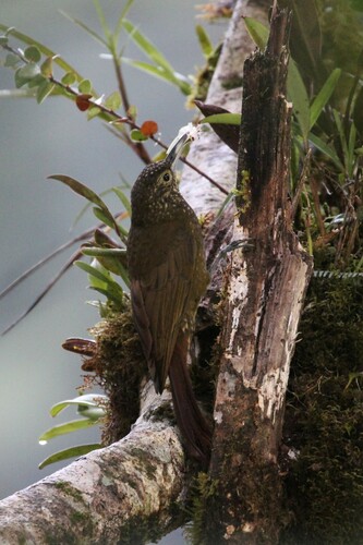 Olive-backed Woodcreeper (Xiphorhynchus triangularis), photo 7