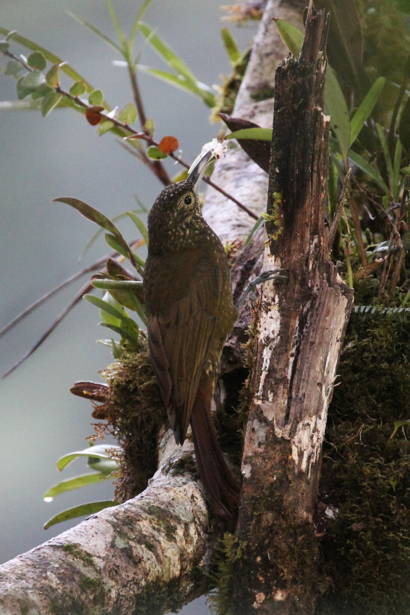 Olive-backed Woodcreeper (Xiphorhynchus triangularis), photo 7