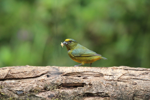 Bronze-green Euphonia (Euphonia mesochrysa), photo 10