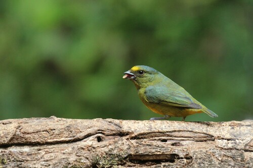 Bronze-green Euphonia (Euphonia mesochrysa), photo 3