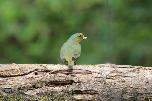 Bronze-green Euphonia (Euphonia mesochrysa), photo 5