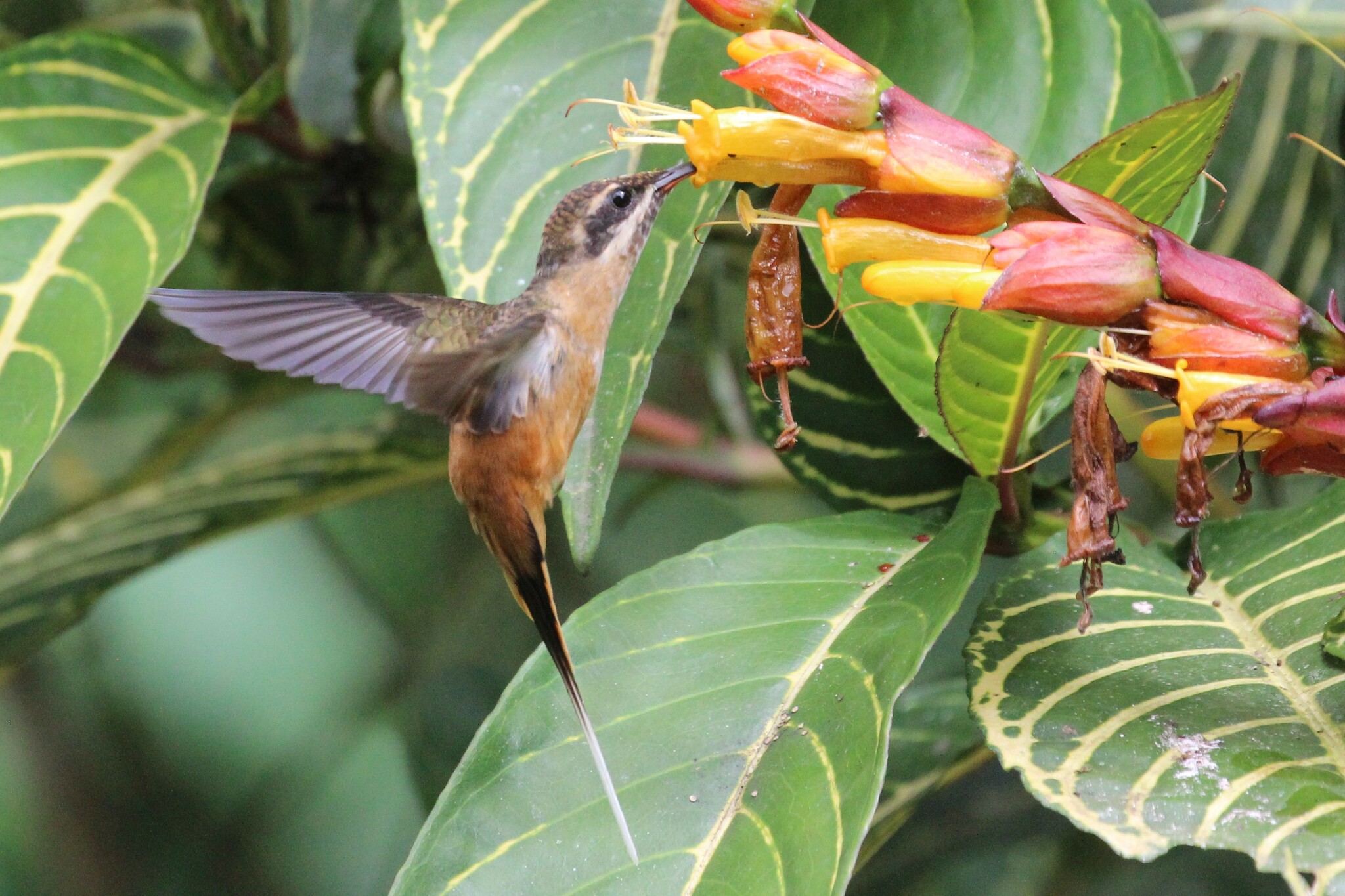 Tawny-bellied Hermit (Phaethornis syrmatophorus), photo 10