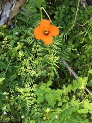Papaver heterophyllum