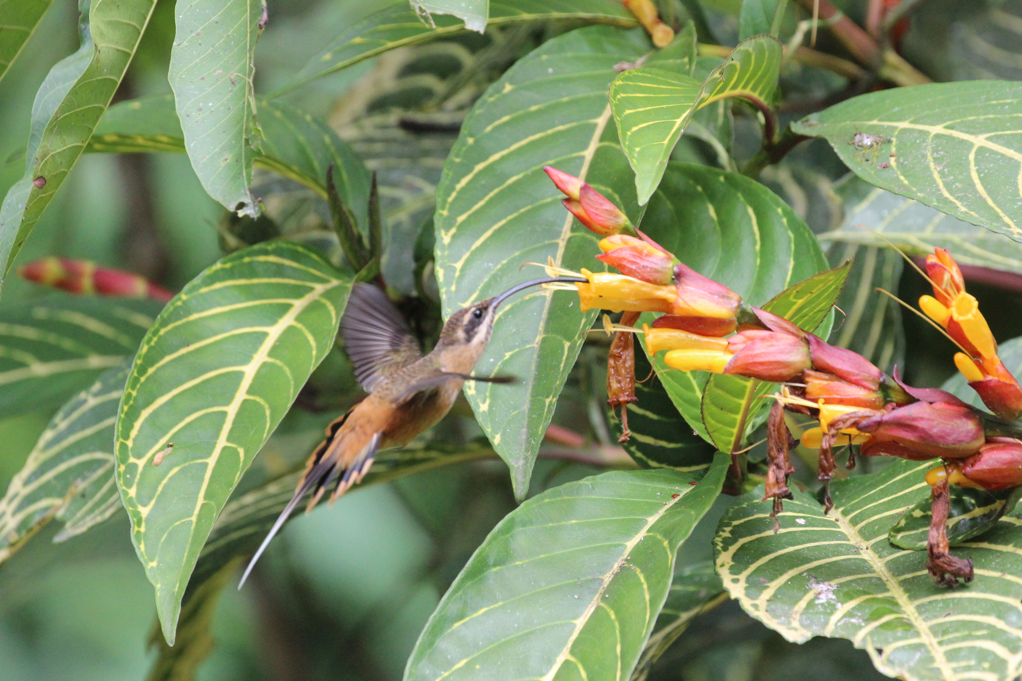 Tawny-bellied Hermit (Phaethornis syrmatophorus), photo 9