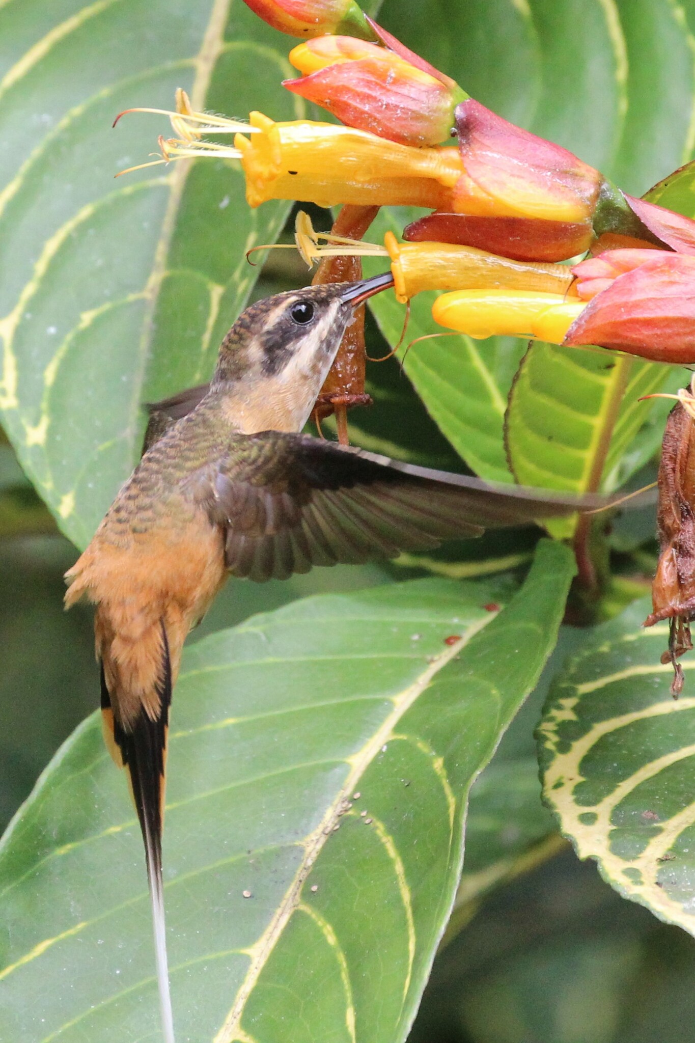 Tawny-bellied Hermit (Phaethornis syrmatophorus), photo 8